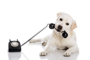 Koira nostamassa puhelimen luuria